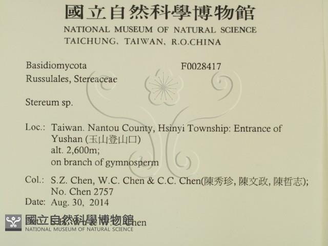 韌革菌屬藏品圖，第2張