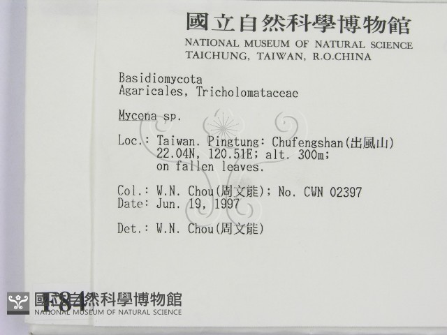 小菇屬藏品圖，第2張