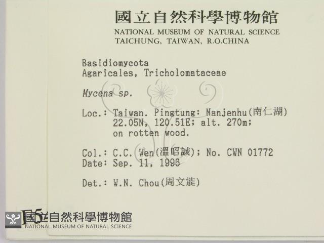 小菇屬藏品圖，第2張