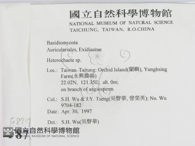 刺皮菌屬藏品圖，第2張