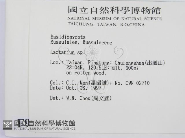 乳菇屬藏品圖，第2張