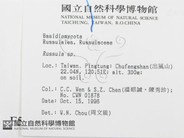 紅菇屬藏品圖，第2張