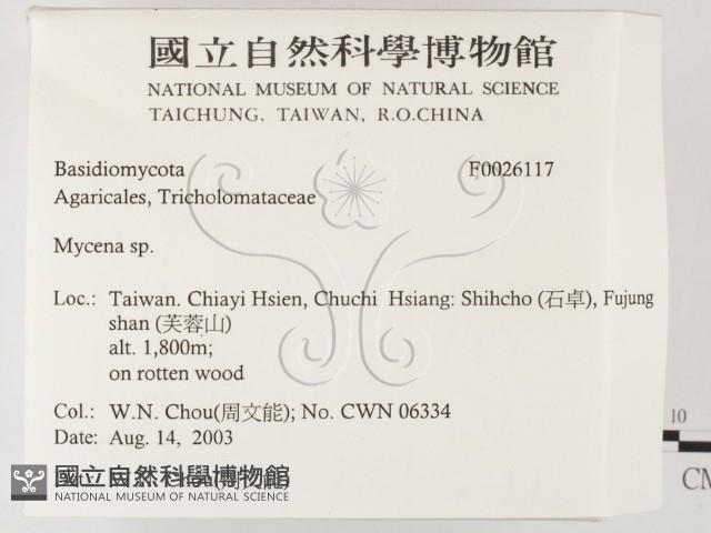 小菇屬藏品圖，第2張