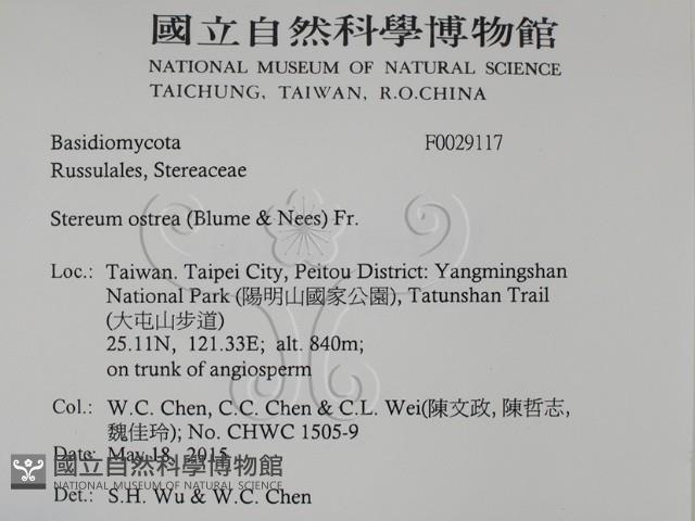 蠔韌革菌藏品圖，第2張