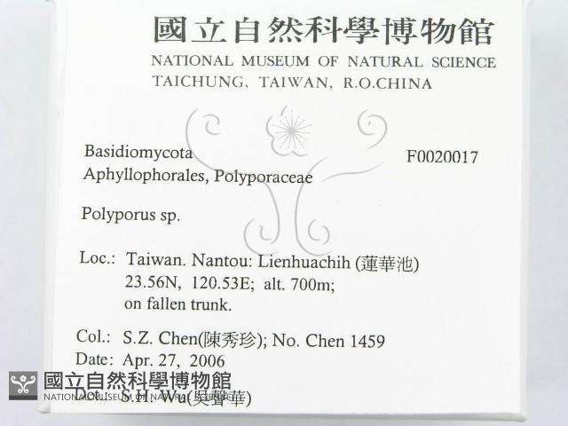 多孔菌屬藏品圖，第2張
