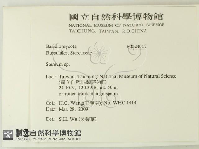 韌革菌屬藏品圖，第2張