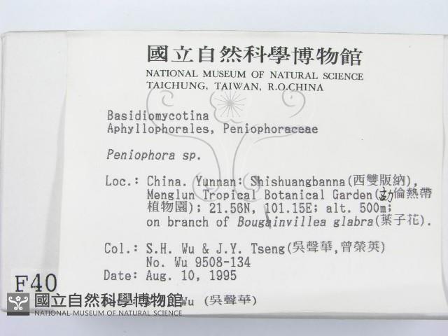 筍殼菌屬藏品圖，第2張