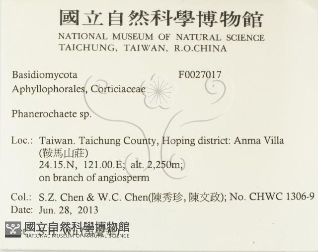 顯絲菌屬藏品圖，第2張