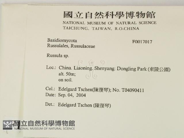紅菇屬藏品圖，第2張