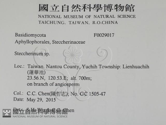 齒耳菌屬藏品圖，第2張