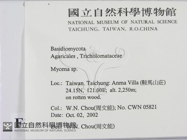 小菇屬藏品圖，第2張
