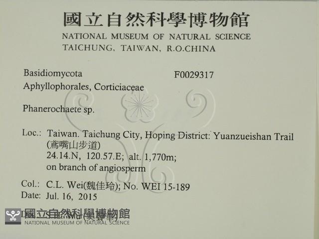 顯絲菌屬藏品圖，第2張