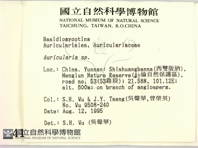 木耳屬藏品圖，第2張