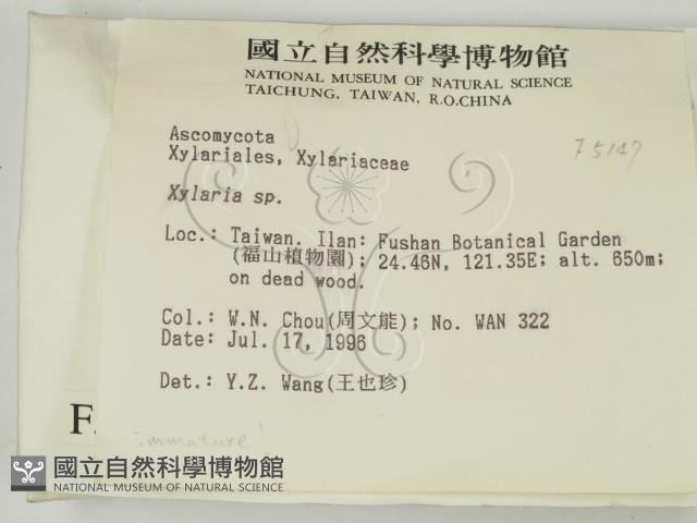 炭角菌屬藏品圖，第2張