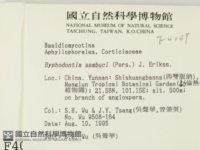 冇骨消絲齒菌藏品圖，第2張