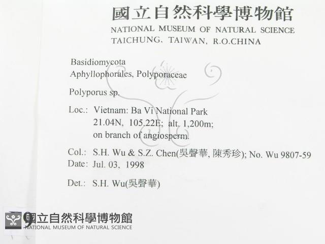 多孔菌屬藏品圖，第2張