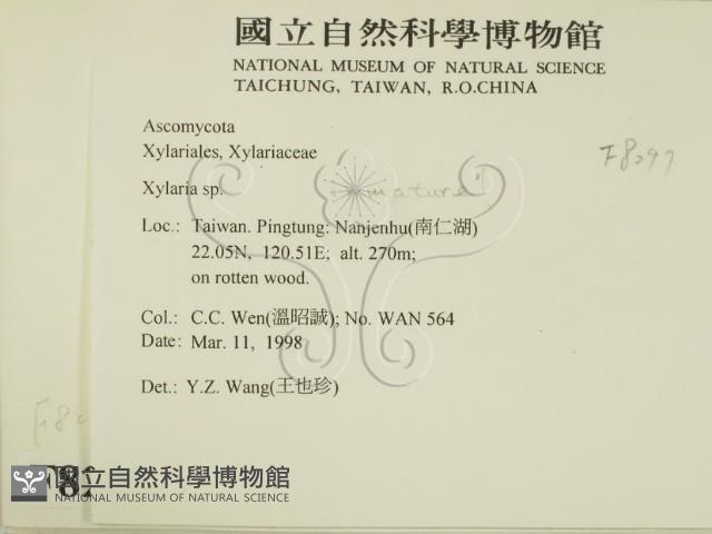 炭角菌屬藏品圖，第2張