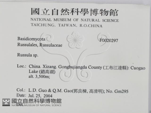 紅菇屬藏品圖，第2張