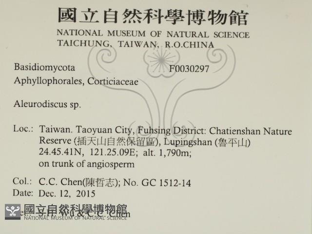 盤革菌屬藏品圖，第2張