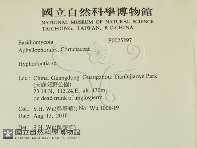 絲齒菌屬藏品圖，第2張