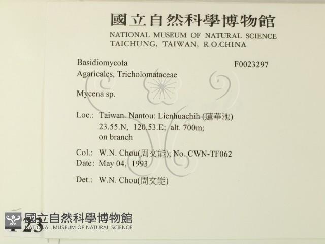 小菇屬藏品圖，第2張