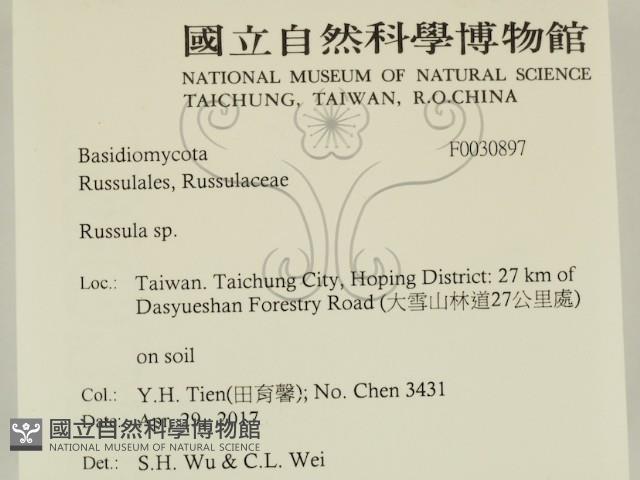 紅菇屬藏品圖，第2張