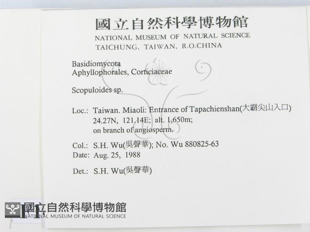 銳岩菌屬藏品圖，第2張