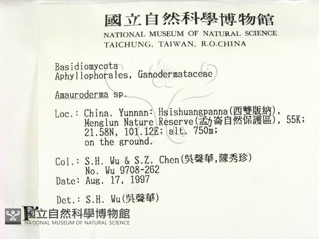 假芝屬藏品圖，第2張