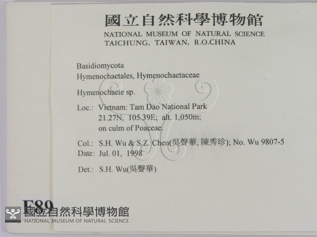 刺革菌屬藏品圖，第2張