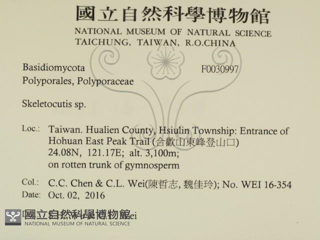 骨皮菌屬藏品圖，第2張