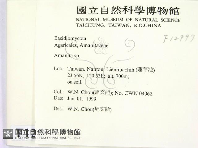 鵝膏屬藏品圖，第2張
