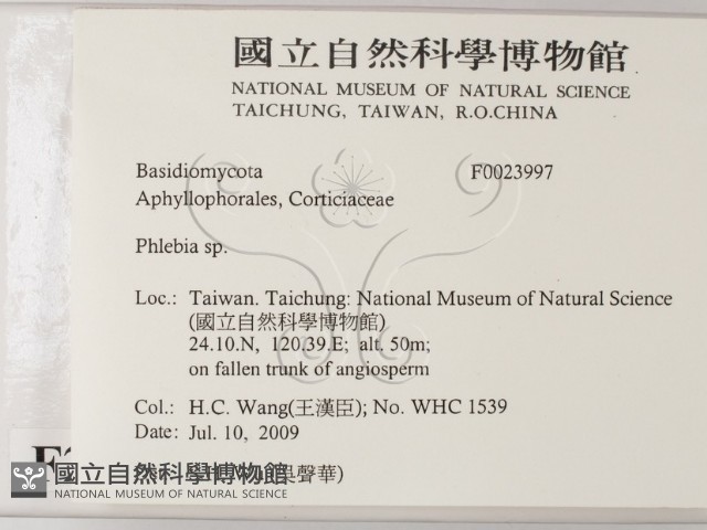 射脈菌屬藏品圖，第2張