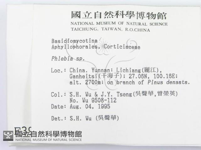 射脈菌屬藏品圖，第2張