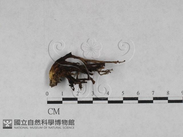 登錄號:F0028697藏品圖，第1張