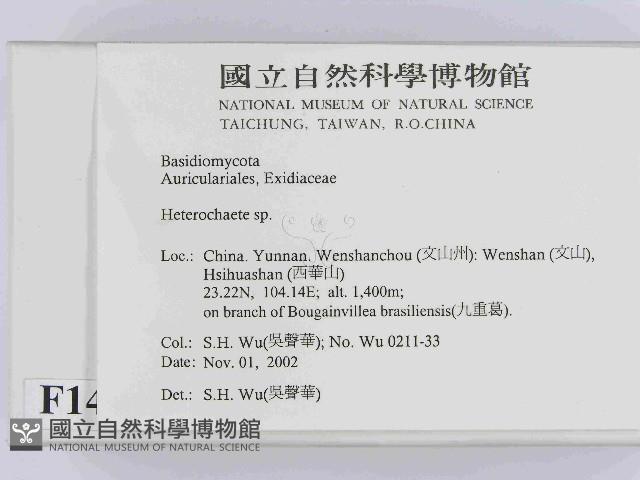 刺皮菌屬藏品圖，第2張