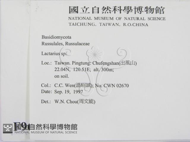 乳菇屬藏品圖，第2張