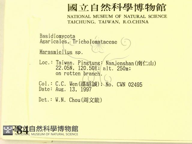 微皮傘屬藏品圖，第2張