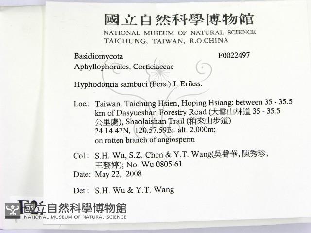 冇骨消絲齒菌藏品圖，第2張