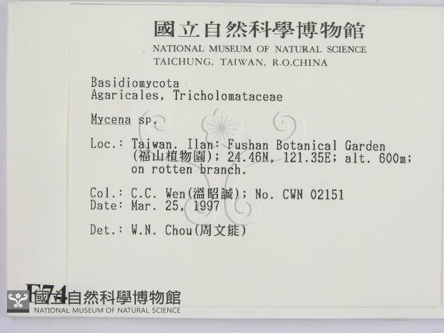 小菇屬藏品圖，第2張