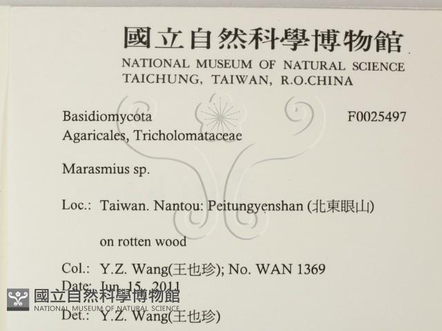 小皮傘屬藏品圖，第2張