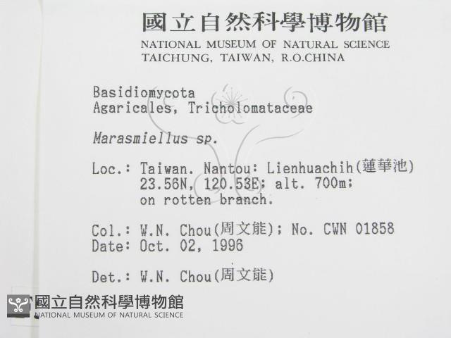 微皮傘屬藏品圖，第2張