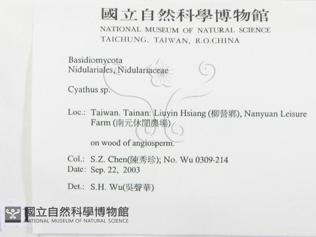黑蛋巢菌屬藏品圖，第2張