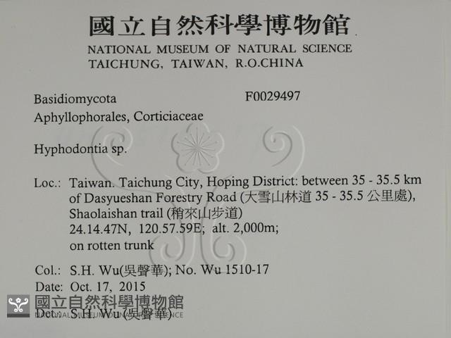 絲齒菌屬藏品圖，第2張