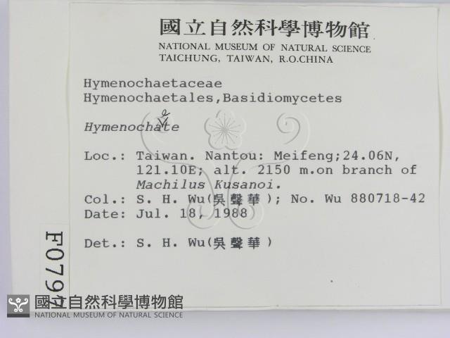 刺革菌屬藏品圖，第2張