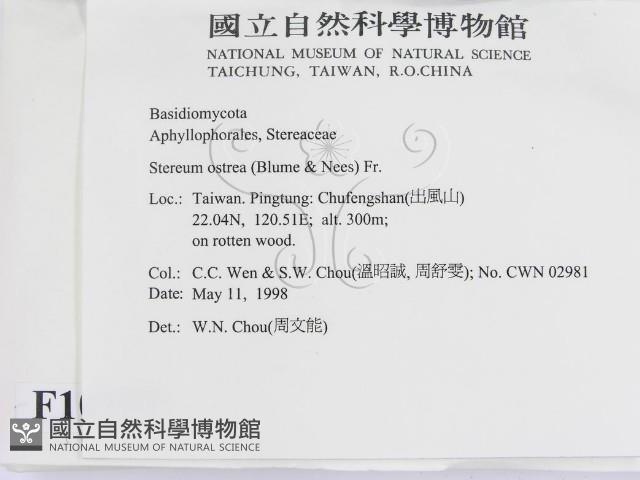 蠔韌革菌藏品圖，第2張