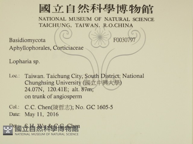 齒脈菌屬藏品圖，第2張