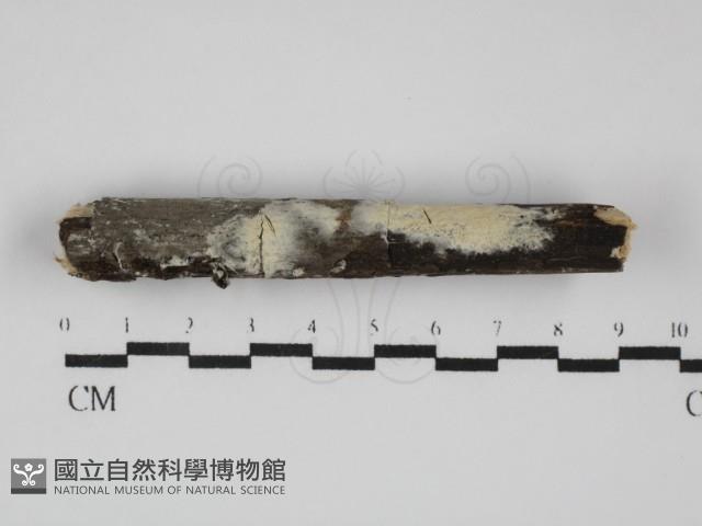 登錄號:F0031797藏品圖，第1張