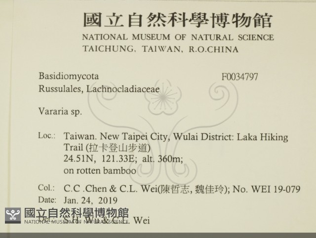 叉絲革菌屬藏品圖，第2張