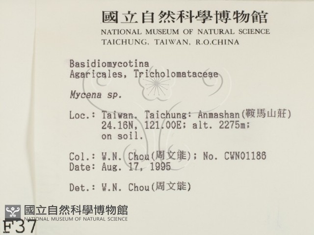 小菇屬藏品圖，第2張