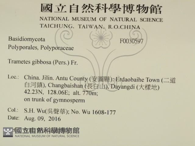偏腫栓菌藏品圖，第2張